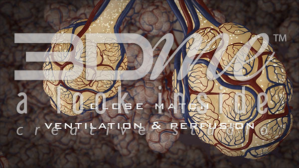 How does gas exchange occur in the lungs?