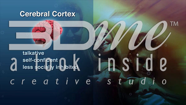 How is the Cerebral Cortex affected by alcohol?