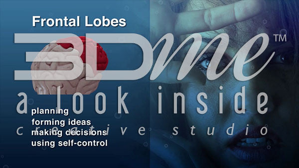 How are the Frontal Lobes affected by alcohol?