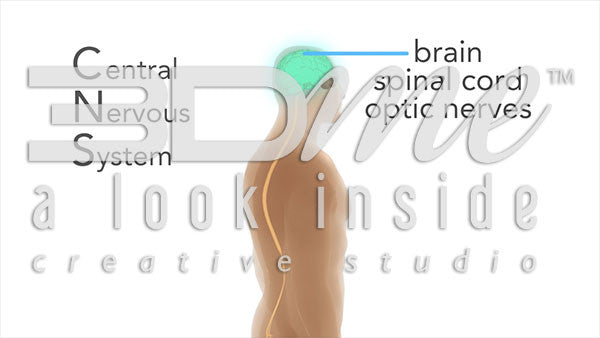 What are the components of the CNS?