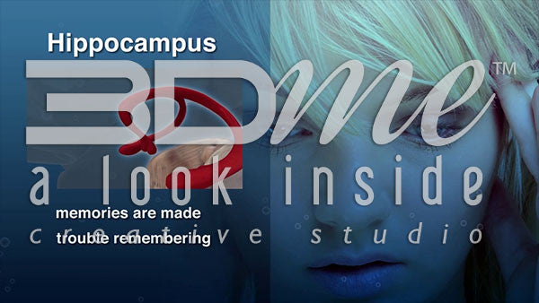 How is the Hippocampus affected by alcohol?