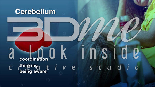 How does alcohol affect the Cerebellum?