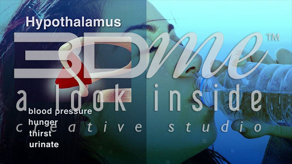 How does alcohol affect the Hypothalamus?