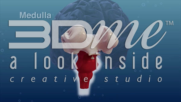 How does alcohol affect the Medulla?