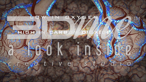 What happens to oxygen and CO2 levels in the blood after leaving the exchange site?