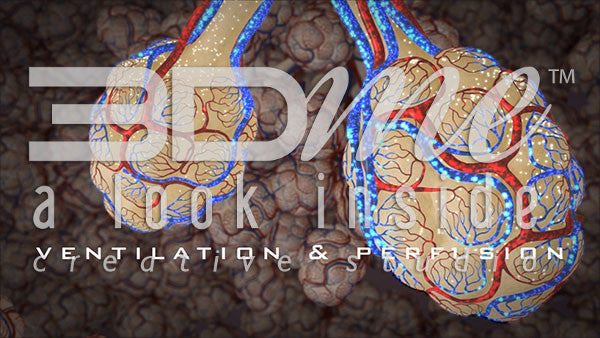 How does gas exchange become efficient?