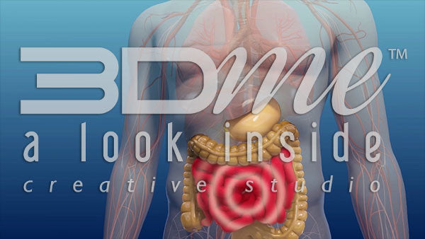 Where does alcohol get absorbed in the body?