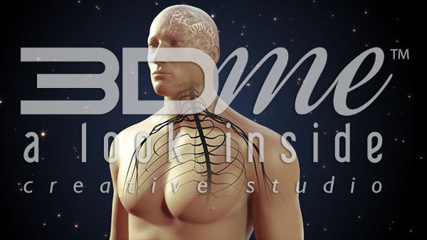 Body Nerves Visible Intermediate