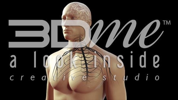 Body Nerves Visible Basic