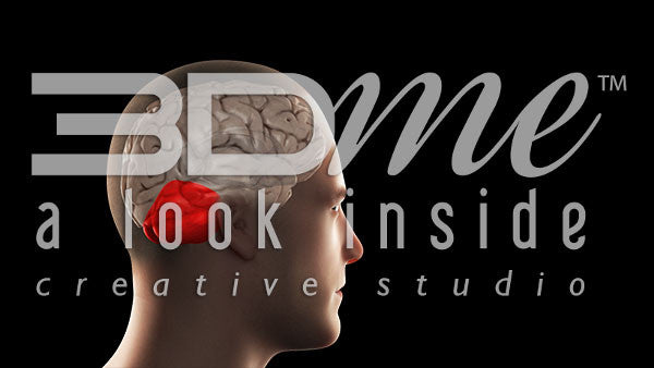 Brain Cerebellum Highlight Basic