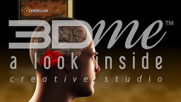 Brain Cerebellum Highlight Intermediate