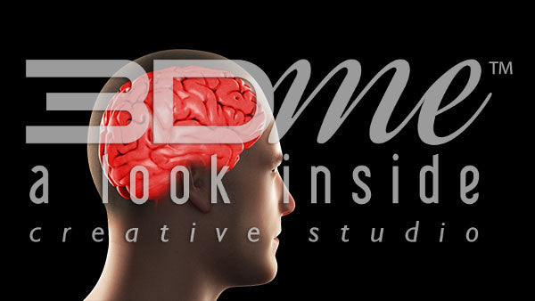 Brain Cerebral Highlight Basic