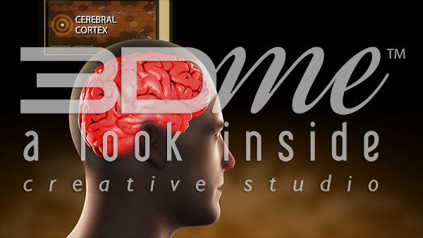 Brain Cerebral Highlight Intermediate