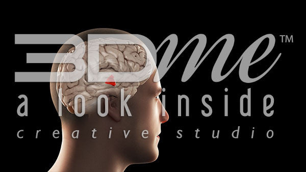 Brain Hypothalamus Highlight Basic