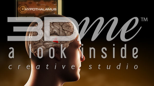 Brain Hypothalamus Highlight Intermediate