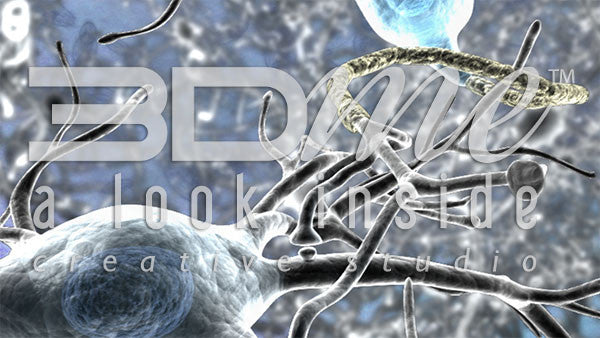 Brain Nerve Cells 10