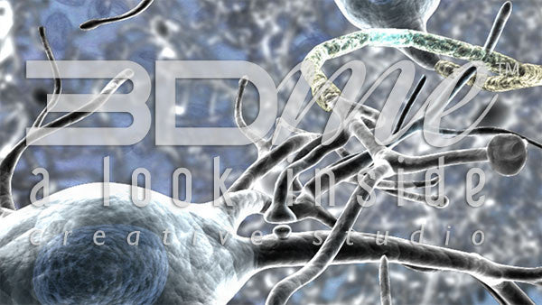 Brain Nerve Cells 11