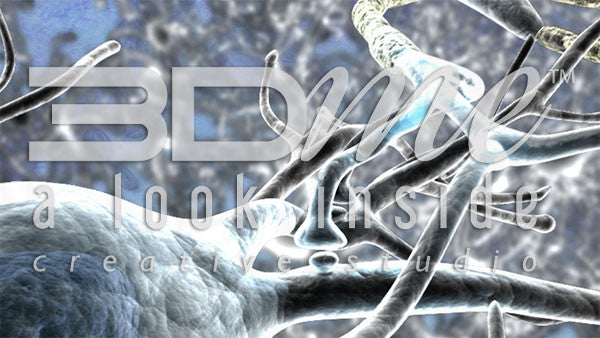 Brain Nerve Cells 12