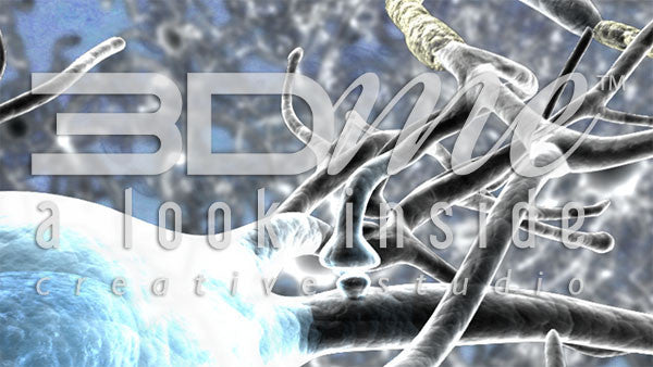 Brain Nerve Cells 16