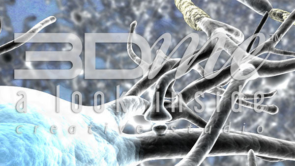 Brain Nerve Cells 17