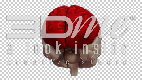 Brain Rotate Pan Left Top 3