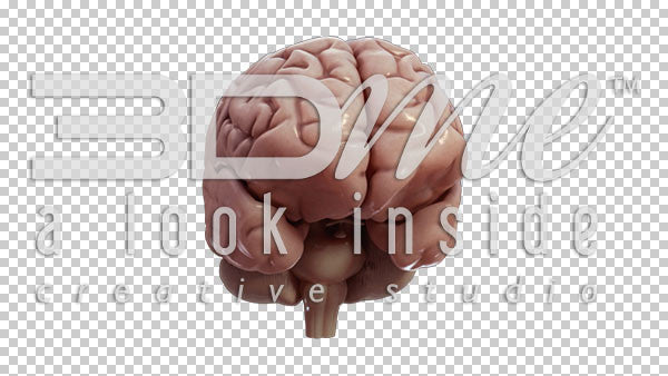 Brain Rotate Pan Left Top 4