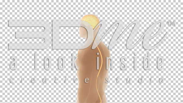 Brain Spine Optic Nerves 5