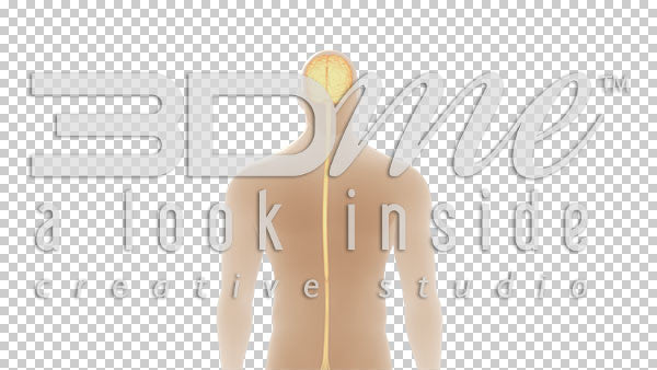 Brain Spine Optic Nerves 6