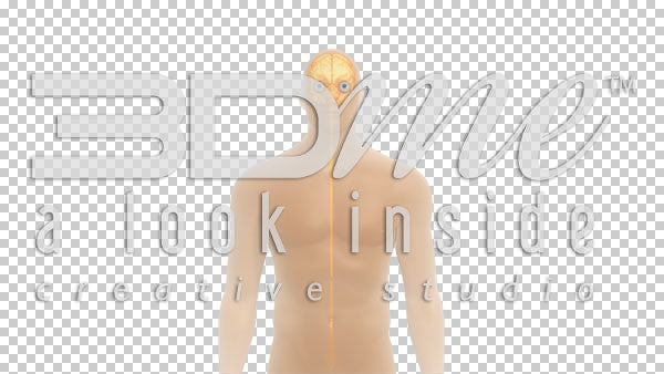 Brain Spine Optic Nerves 4