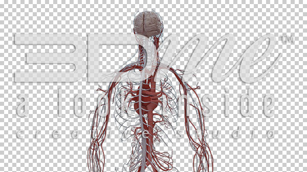 Central Nervous System Rotate 3