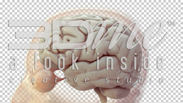 Head Trans Brain Turntable 1