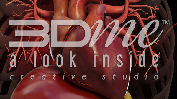 Human Heart Closeup 3