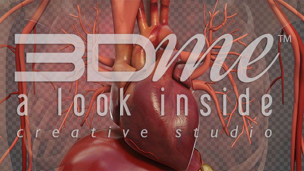 Human Heart Closeup 4