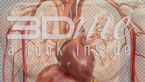 Human Heart Closeup 5