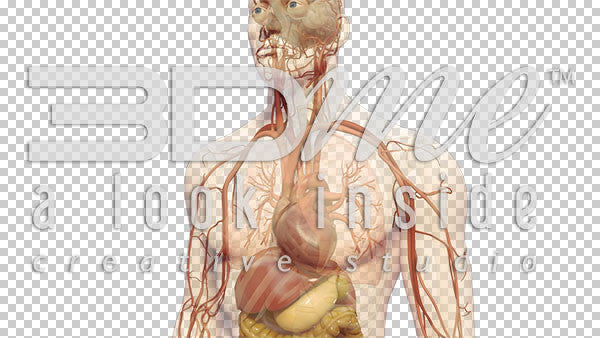 Human Heart Closeup 7