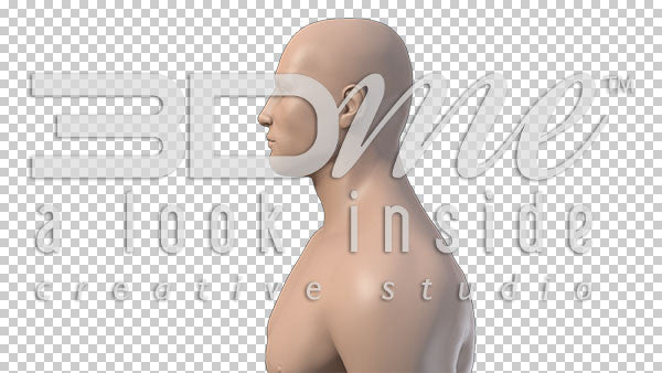 Male Upper Body Rotate 2