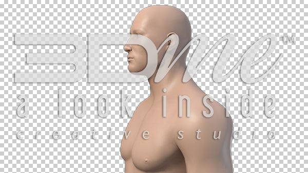 Male Upper Body Rotate 3