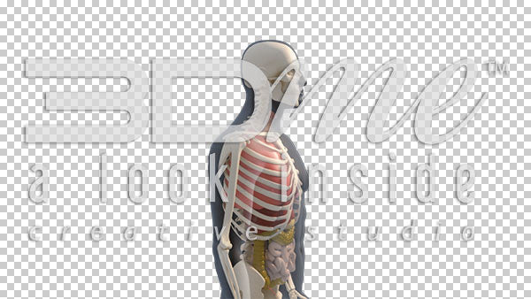 Transparent Male Sideview 3