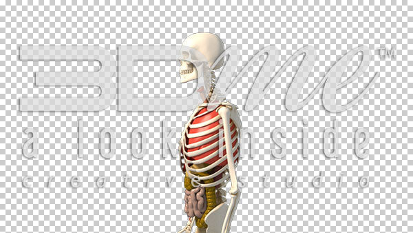 Transparent Male Anterior 3