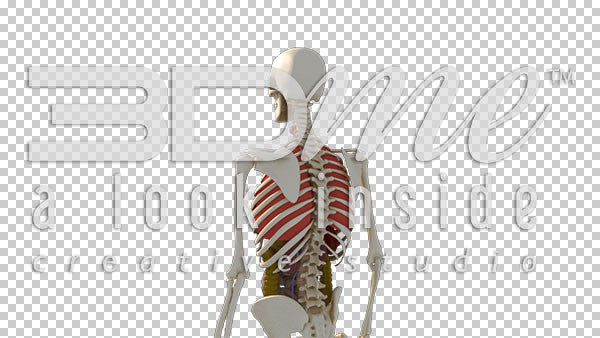 Transparent Male Anterior 4