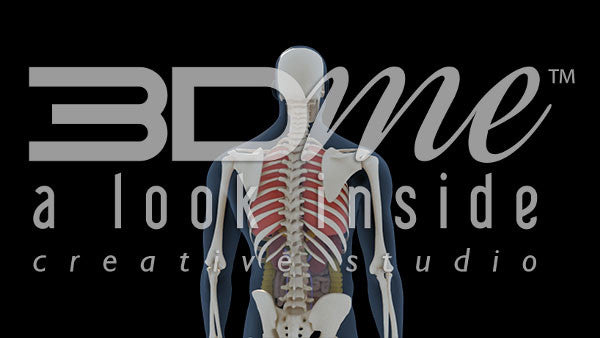 Person Spin Organ View Loop