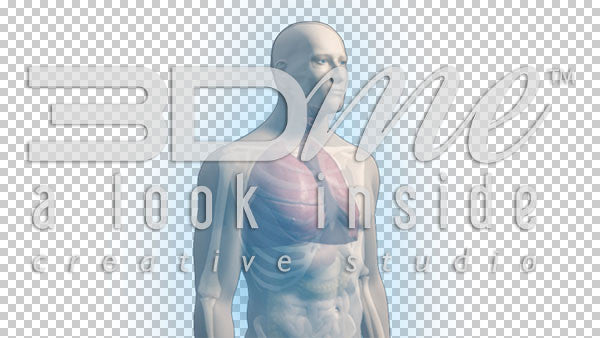 Male Complete Trans 5