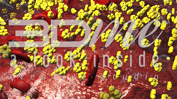 Glycogenolysis in the Bloodstream 3