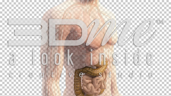 Body Absorption Intermediate