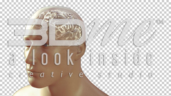 Body Nerves Visible Basic 1