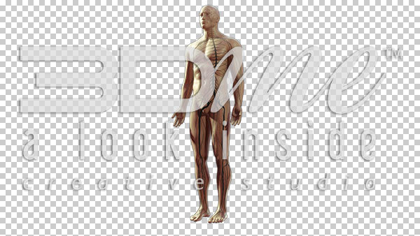 Body Nerves Visible Basic 3