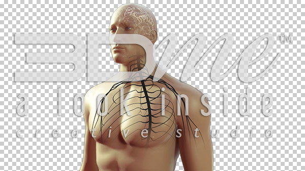 Body Nerves Visible Basic 2