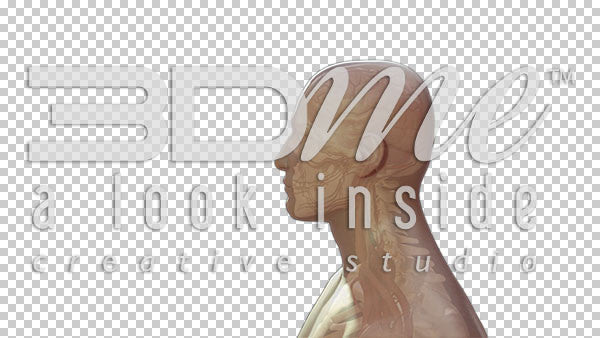 Body Transparent Rotate Basic 1