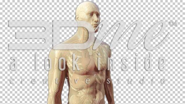 Body Transparent Rotate Basic 2