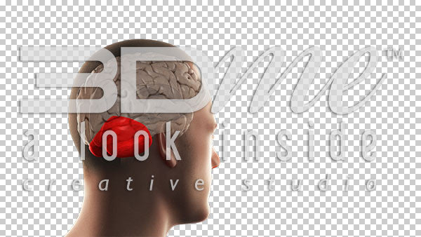 Brain Cerebellum Highlight Basic 2